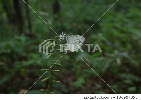 In the forest, a cabbage white butterfly sits on a white maple flower and sucks nectar. The activity of small creatures adds color to the quiet forest. 130997353