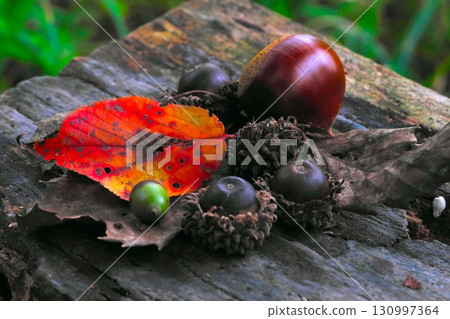 Autumn-colored nuts 130997364