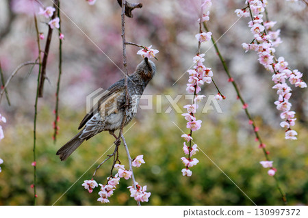 A brown-eared bulbul is a grey bird that loves to eat flowers. A brown-eared bulbul is a grey bird that loves to eat flowers. 130997372