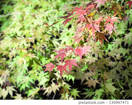 green leaves and red autumn leaves green leaves and red autumn leaves 130997471