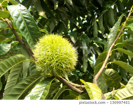 Blue chestnut fruit 130997481