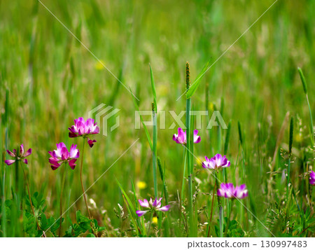 初夏草地上盛開的蓮花 初夏草地上盛開的蓮花 130997483