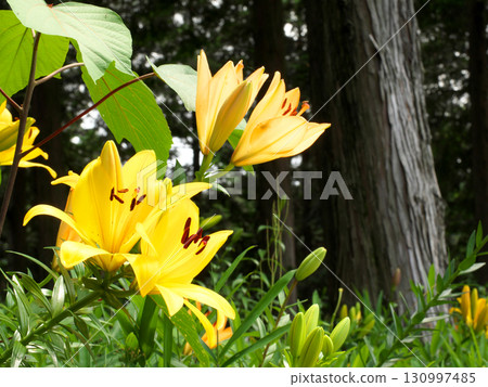 黃色百合花 130997485