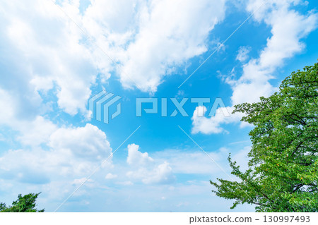 Blue sky, clouds and grove 130997493