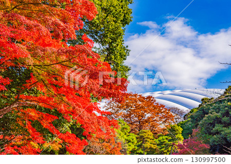 [東京]紅葉時期的小石川後樂園 130997500