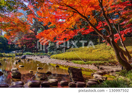 [Tokyo] Koishikawa Korakuen Garden during autumn foliage 130997502