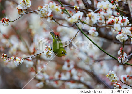 White-eye on plums that are mistaken for bush warblers White-eye on plums that are mistaken for bush warblers 130997507
