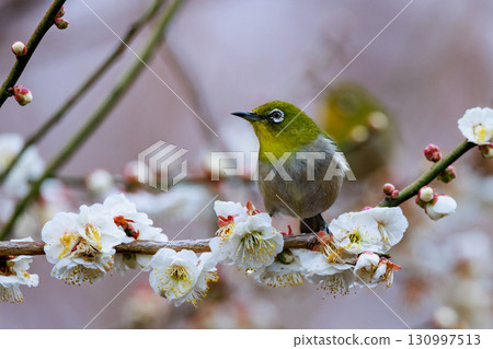 李子上的白眼被誤認為是灌木林鶯 130997513
