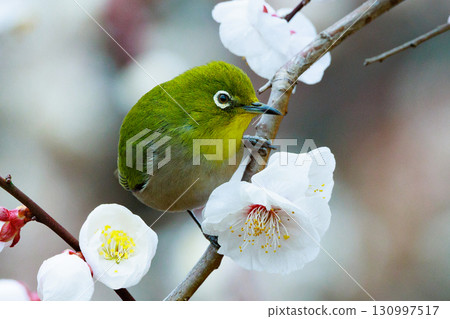 李子上的白眼被誤認為是灌木林鶯 李子上的白眼被誤認為是灌木林鶯 130997517