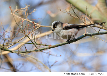 Long-tailed long-tailed small white bird popular for its cute gestures 130997556