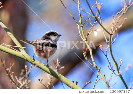 Long-tailed long-tailed small white bird popular for its cute gestures 130997557