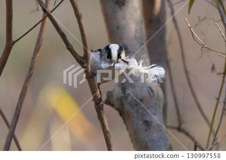 Long-tailed long-tailed small white bird popular for its cute gestures 130997558