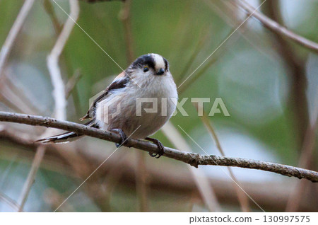 長尾長尾小白鳥因其可愛的手勢而廣受歡迎 130997575