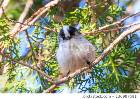 長尾長尾小白鳥因其可愛的手勢而廣受歡迎 130997581