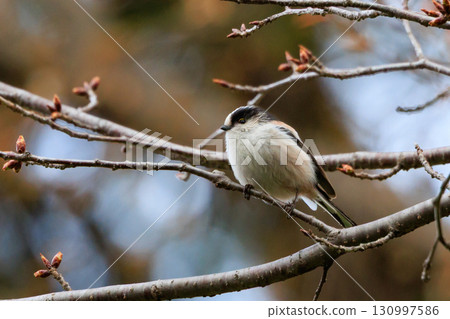 Long-tailed long-tailed small white bird popular for its cute gestures Long-tailed long-tailed small white bird popular for its cute gestures 130997586