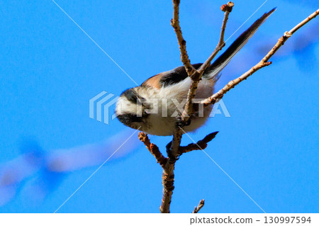 Long-tailed long-tailed small white bird popular for its cute gestures Long-tailed long-tailed small white bird popular for its cute gestures 130997594
