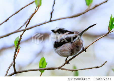 長尾長尾小白鳥因其可愛的手勢而廣受歡迎 130997634