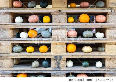 Row of many ripe orange white pumpkins decor wooden pallet farm yard barn fall harvest fest market. Halloween thanksgiving celebration symbol plant. Country rustic squash autumn background Row of many ripe orange white pumpkins decor wooden pallet farm yard barn fall harvest fest market. Halloween thanksgiving celebration symbol plant. Country rustic squash autumn background 130997648