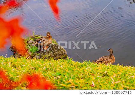 [Tokyo] Ducks at Koishikawa Korakuen 130997715