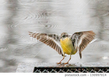 一隻美麗的鳥，灰色的鶺鴒，警惕性很高，喜歡在水邊，身上披著亮麗的檸檬黃。 130997814