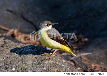 A beautiful bird, gray wagtail, who is vigilant, likes the waterside, and wears a bright lemon yellow. 130997821
