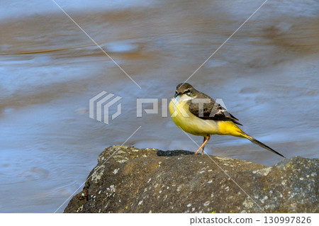 A beautiful bird, gray wagtail, who is vigilant, likes the waterside, and wears a bright lemon yellow. A beautiful bird, gray wagtail, who is vigilant, likes the waterside, and wears a bright lemon yellow. 130997826