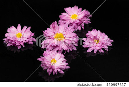 pink chrysanthemum 130997837