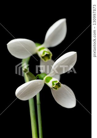 snowdrop flowers isolated 130997873