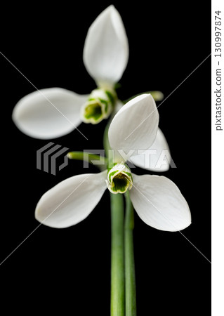 snowdrop flowers isolated 130997874