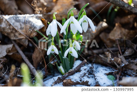snowdrops bloomed in the forest snowdrops bloomed in the forest 130997995