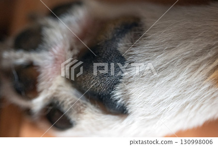 corgi dog paws corgi dog paws 130998006