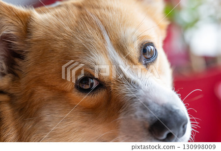 corgi dog face 130998009