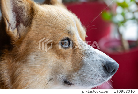 corgi dog face 130998010