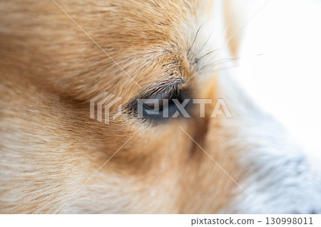 corgi dog face 130998011