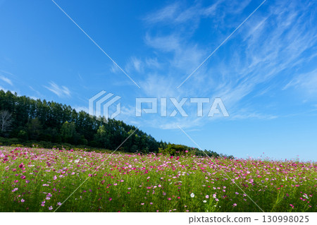 北海道遠輕町太陽之丘遠輕公園的波斯菊花田 北海道遠輕町太陽之丘遠輕公園的波斯菊花田 130998025