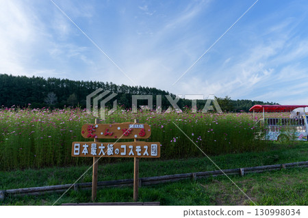 Cosmos fields at Engaru Park, Taiyo no Oka, Engaru Town, Hokkaido 130998034