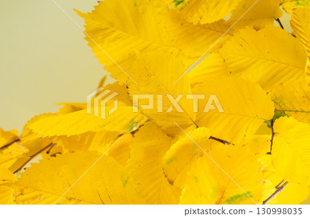 autumn leaves 130998035