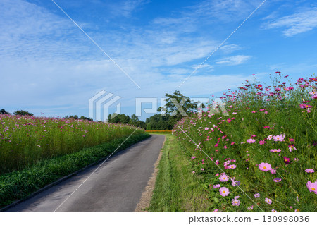 Cosmos fields at Engaru Park, Taiyo no Oka, Engaru Town, Hokkaido 130998036