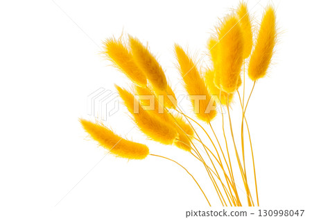 grass rabbit tail isolated grass rabbit tail isolated 130998047