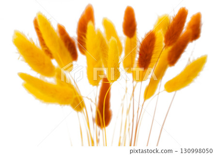 grass rabbit tail isolated grass rabbit tail isolated 130998050