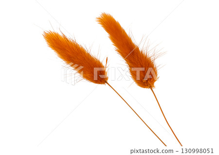 grass rabbit tail isolated grass rabbit tail isolated 130998051