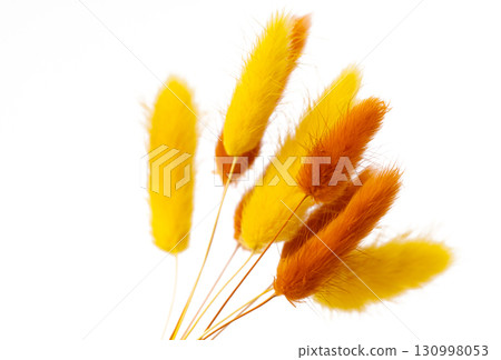grass rabbit tail isolated 130998053