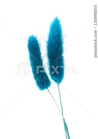 grass rabbit tail isolated 130998055