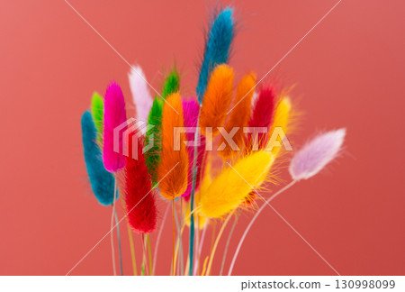 brightly colored Lagurus Ovatus brightly colored Lagurus Ovatus 130998099