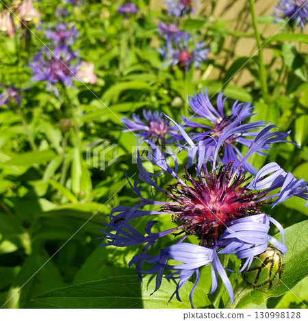 Group of blooming Centaurea montana flowers with violet-blue petals and purple centers growing in a sunny garden, showing ornamental wild perennials in natural habitat. Group of blooming Centaurea montana flowers with violet-blue petals and purple centers growing in a sunny garden, showing ornamental wild perennials in natural habitat. 130998128