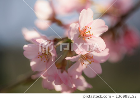 Sakura, a Japanese flower that colors encounters and farewells 130998152