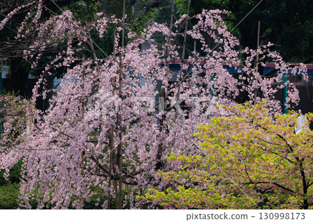 Sakura, a Japanese flower that colors encounters and farewells Sakura, a Japanese flower that colors encounters and farewells 130998173