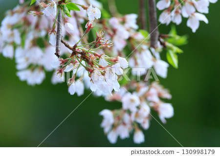 Sakura, a Japanese flower that colors encounters and farewells Sakura, a Japanese flower that colors encounters and farewells 130998179
