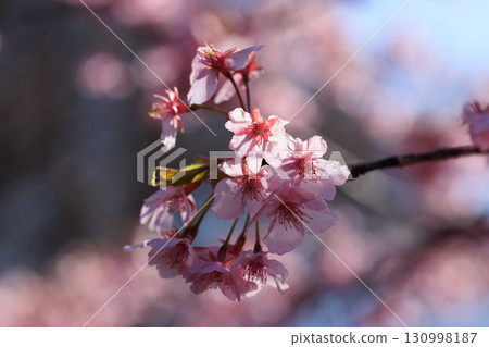 櫻花,一種為相遇和告別著色的日本花 櫻花,一種為相遇和告別著色的日本花 130998187