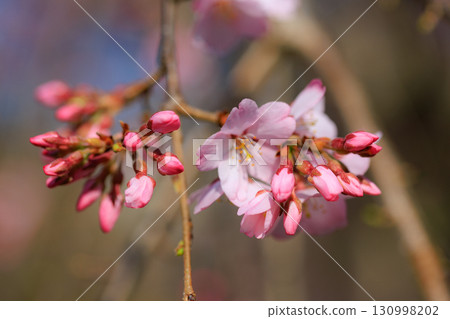 Sakura, a Japanese flower that colors encounters and farewells Sakura, a Japanese flower that colors encounters and farewells 130998202